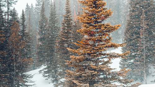 big sky brown pine trees on snowy field during daytime united states